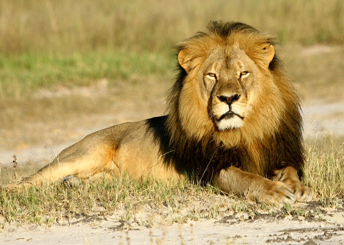 Why We’re Fascinated By Cecil The Lion and A Dentist From Minnesota